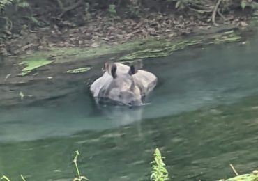 Rhino